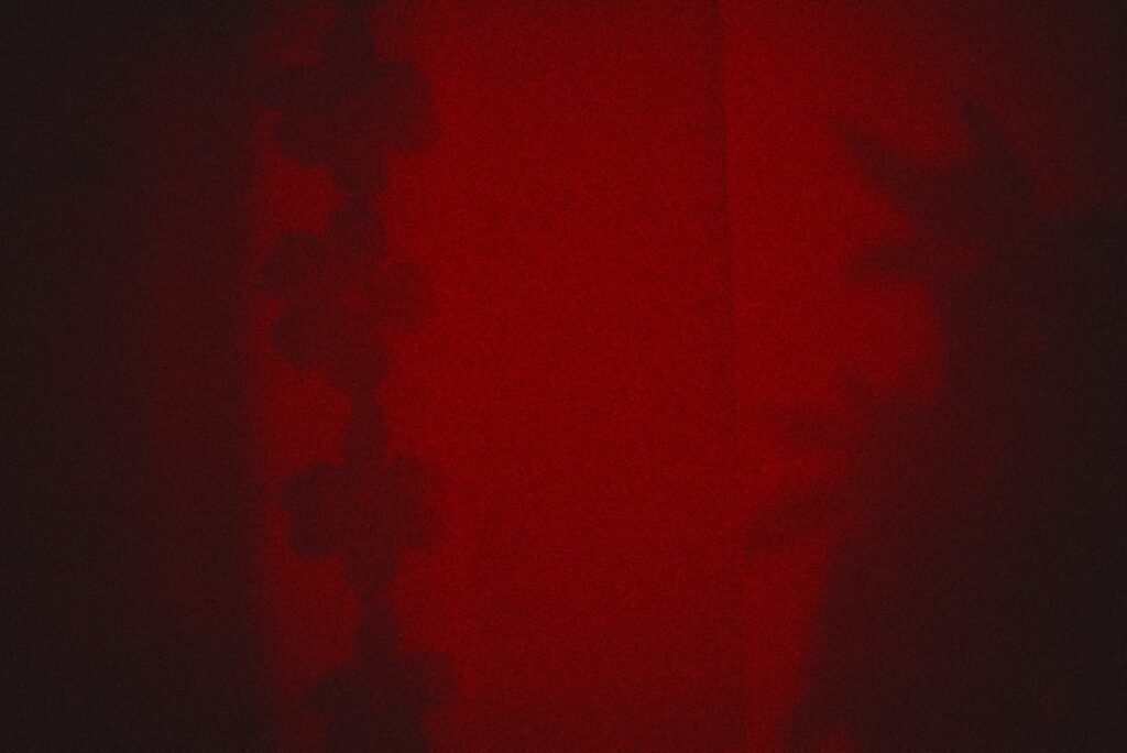 Photo Brown recluse spider