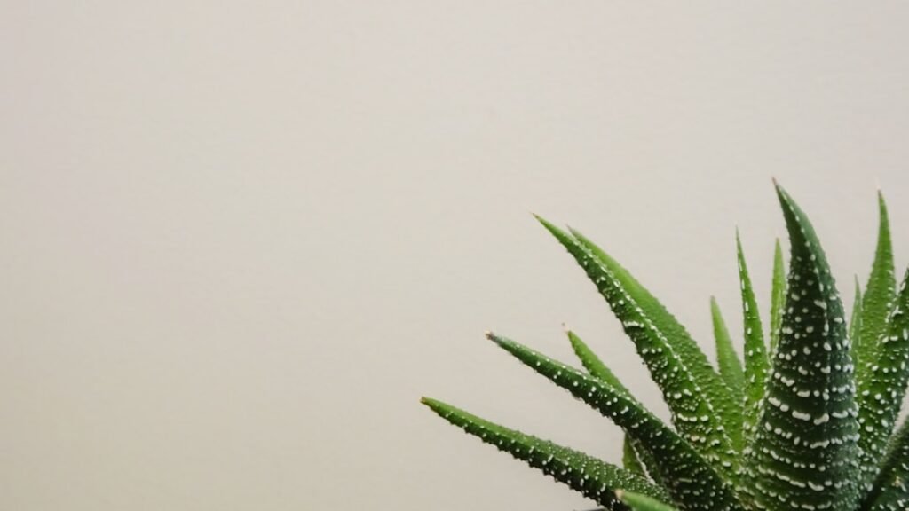 Photo Aloe vera