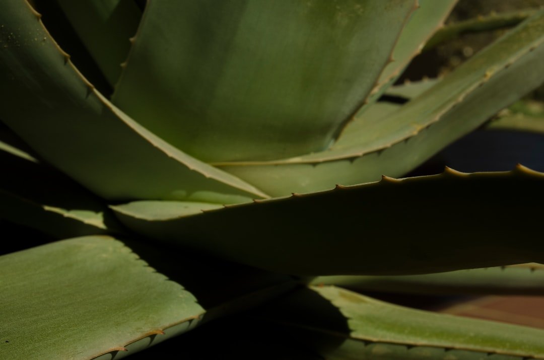 Photo Aloe vera gel