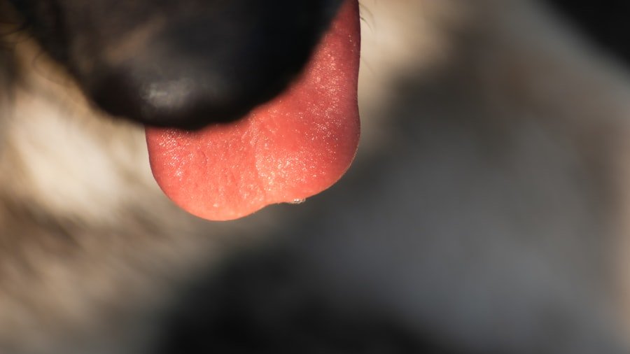 Photo pimple inside nostril