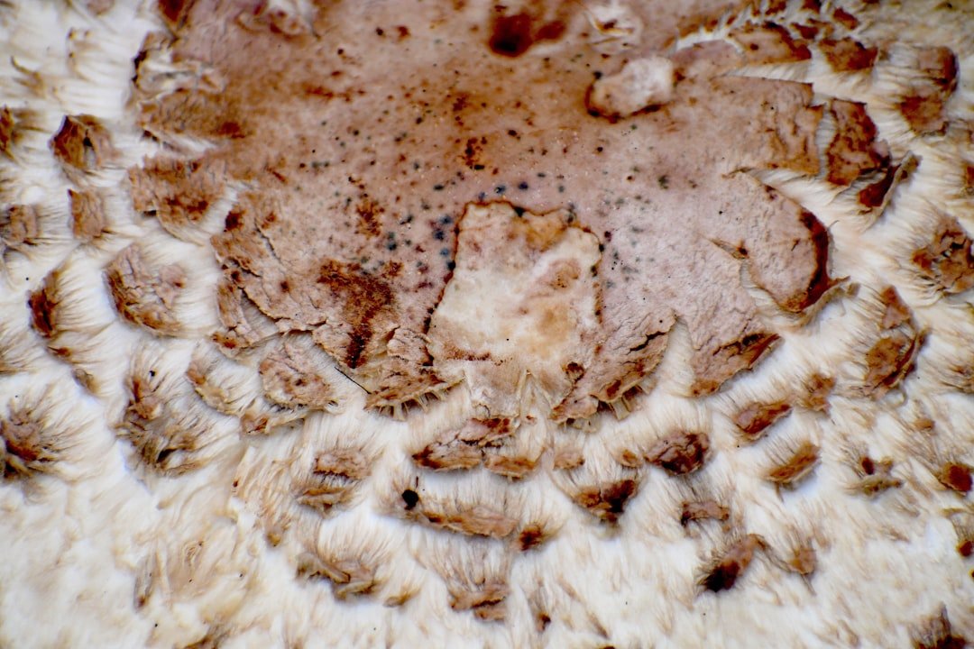 Photo hydrocolloid patch